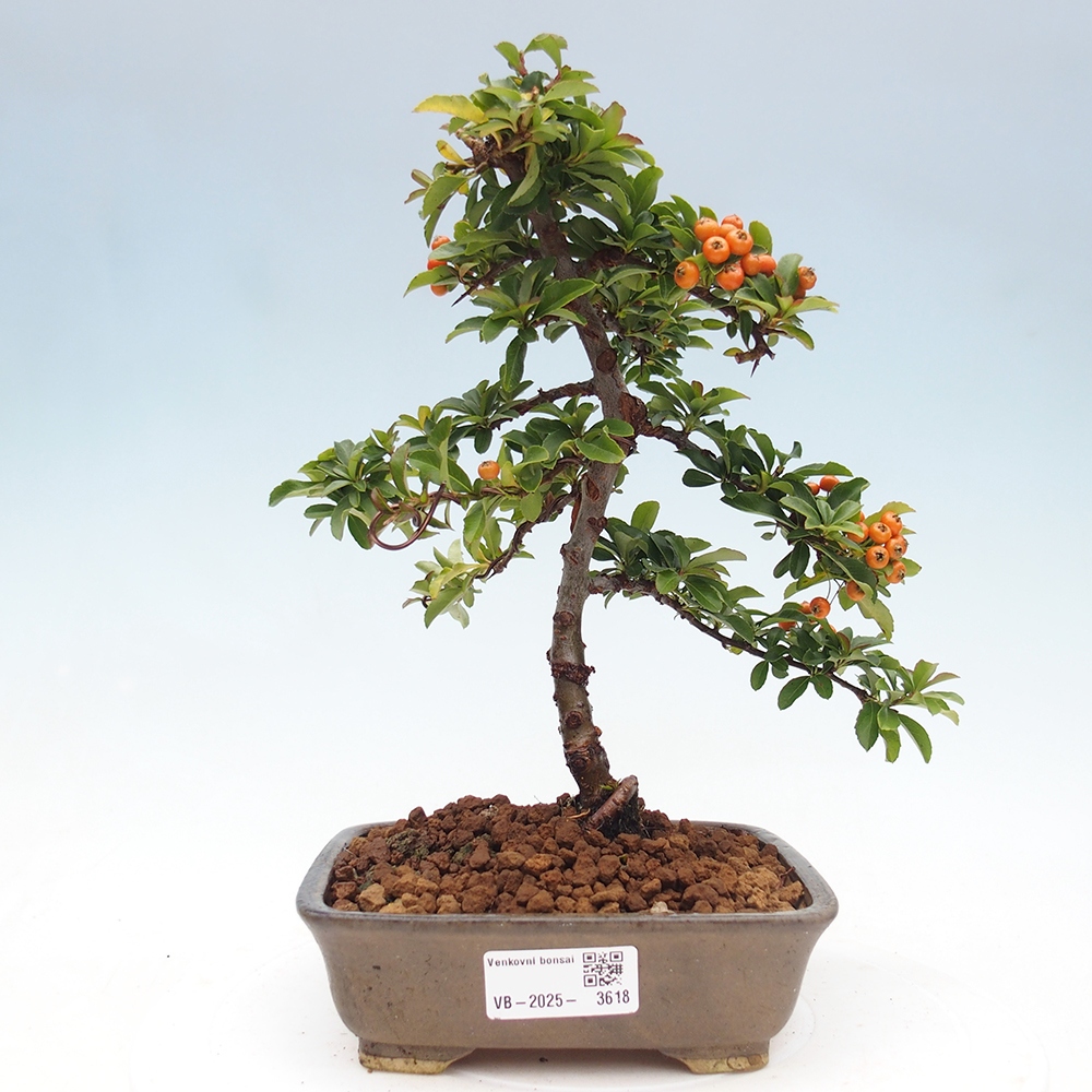 Outdoor bonsai-Pyracantha Teton -Hlox