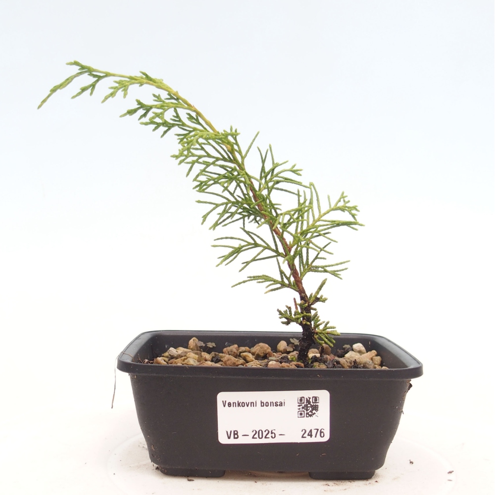 Outdoor bonsai - Juniperus chinensis Itoigawa - Jałowiec chiński