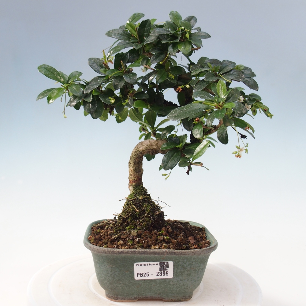 Bonsai wewnętrzne - Carmona makrophylla - Herbata Fuki