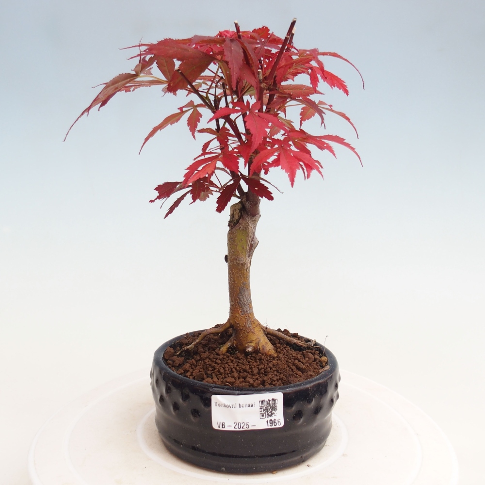 Bonsai zewnętrzne - palma Acer. Klon Atropurpureum-Palmleaf