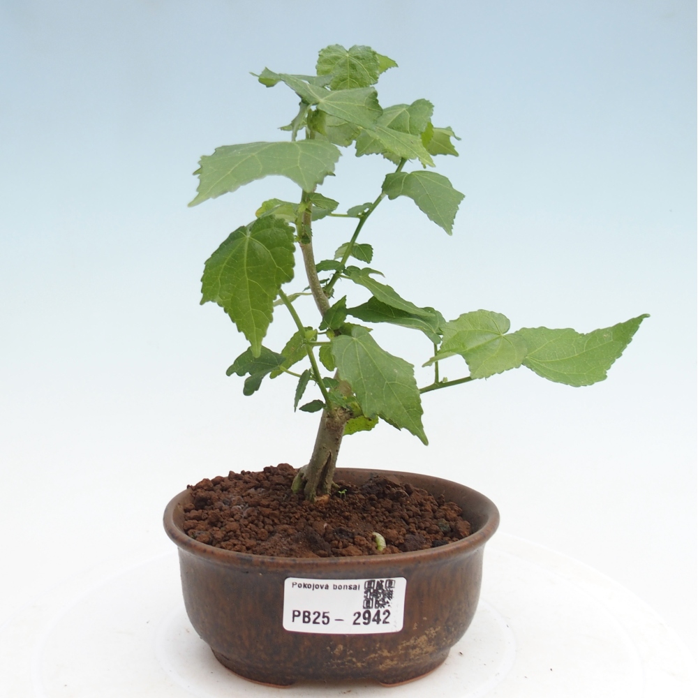 Kryte bonsai - Malvaviscus arboreus - hibiskus drzewny