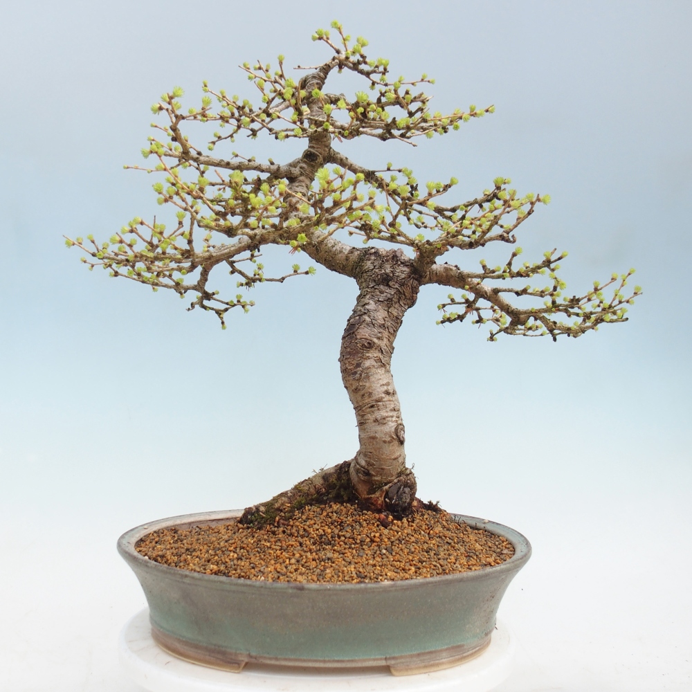 Bonsai zewnętrzne - Larix decidua - Modrzew