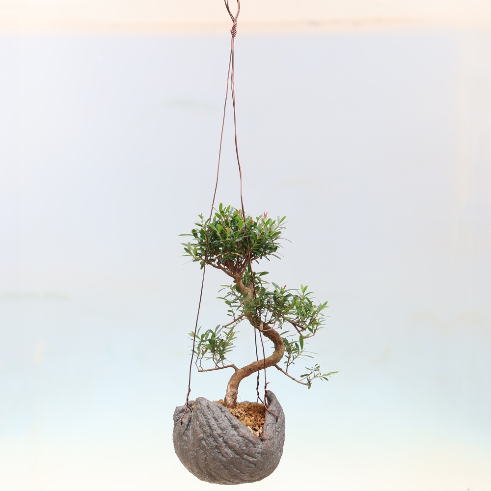 Kokedama w ceramicznej doniczce – Syzygium – drzewo pimentowe