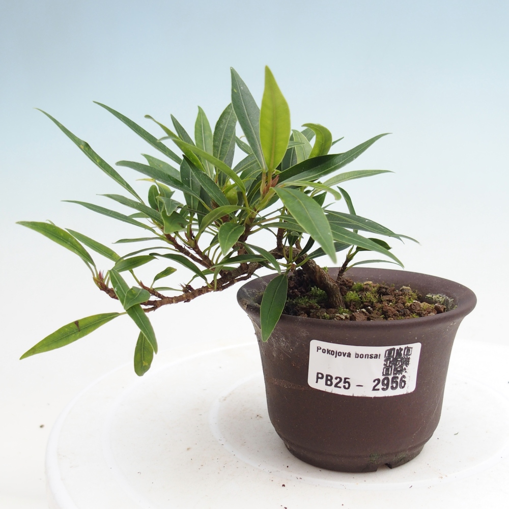 Bonsai wewnętrzne - Ficus nerifolia - figowiec drobnolistny