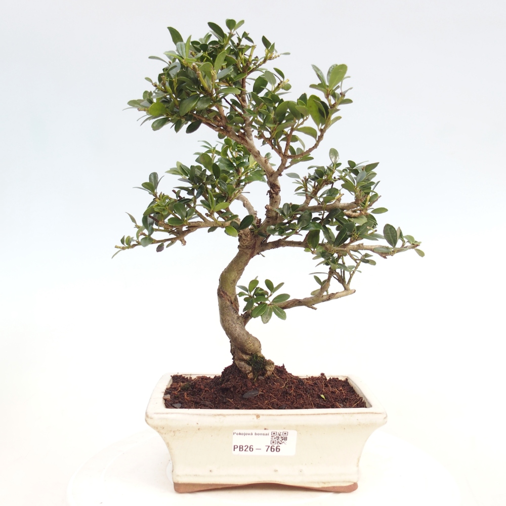 Pokój bonsai - Ilex crenata - Ostrokrzew