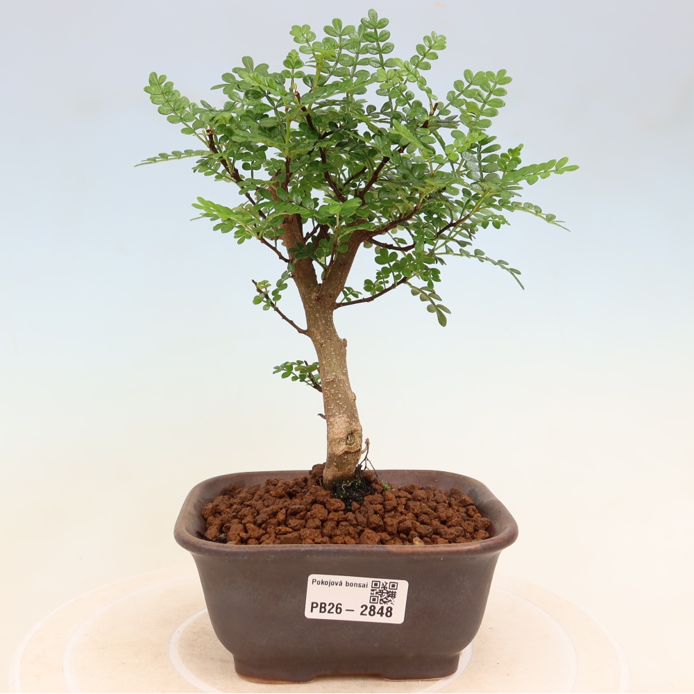 Pokój bonsai - Zantoxylum piperitum - drzewo pieprzowe