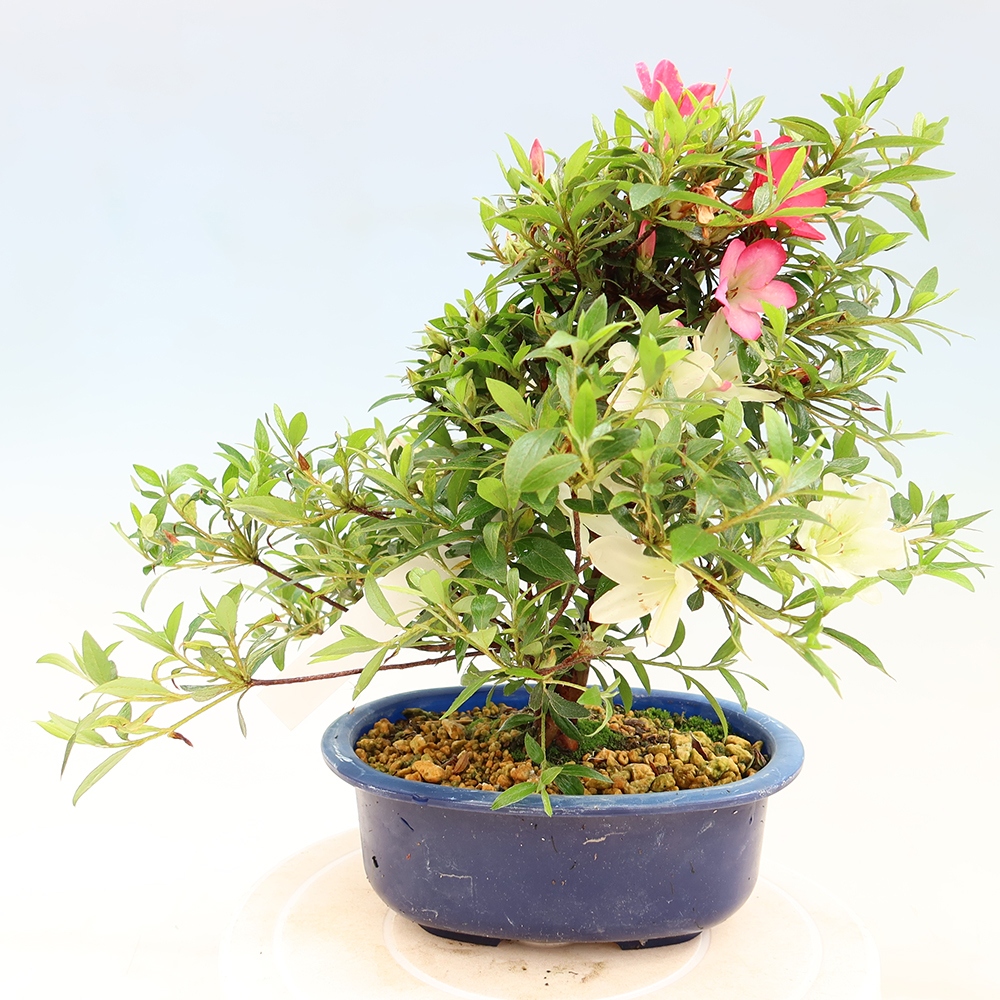 Bonsai zewnętrzne - Azalia japońska - Azalia Suigootome