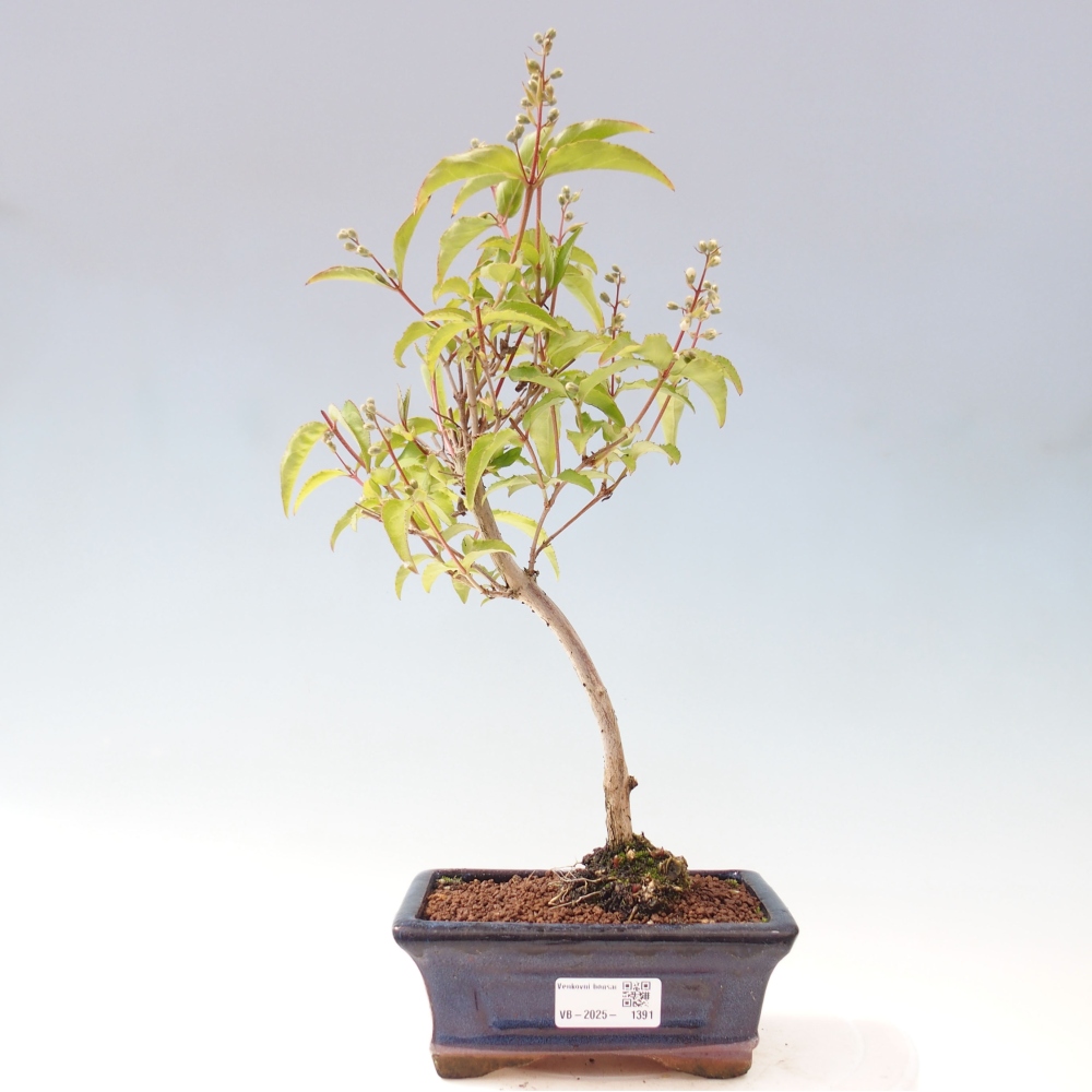Bonsai zewnętrzne - Deutzia scabra Candidissima - Trojpuk