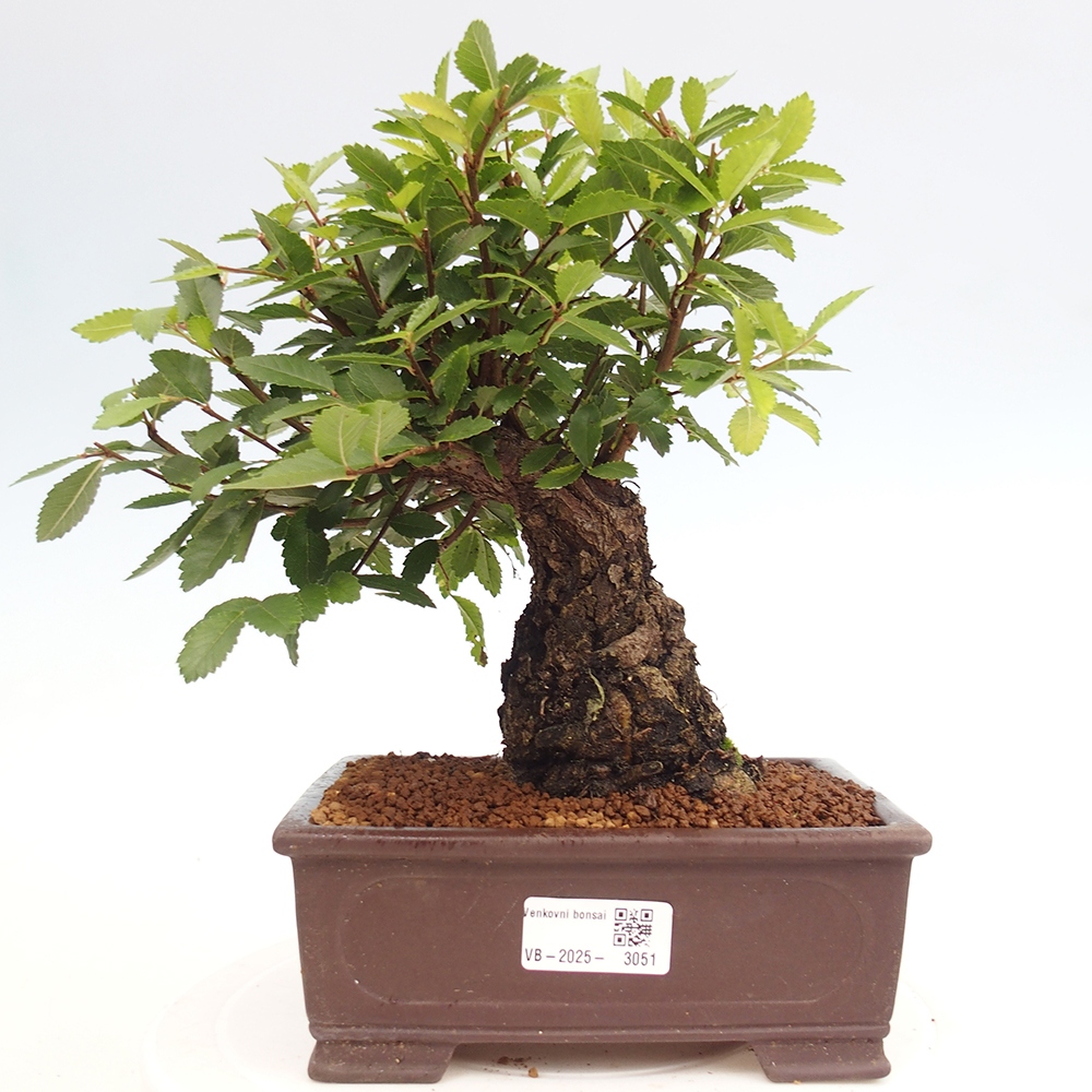 Bonsai na zewnątrz - Zelkova - Zelkova serrata
