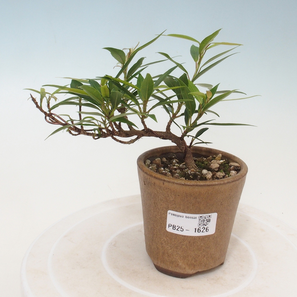 Bonsai wewnętrzne - Ficus nerifolia - figowiec drobnolistny