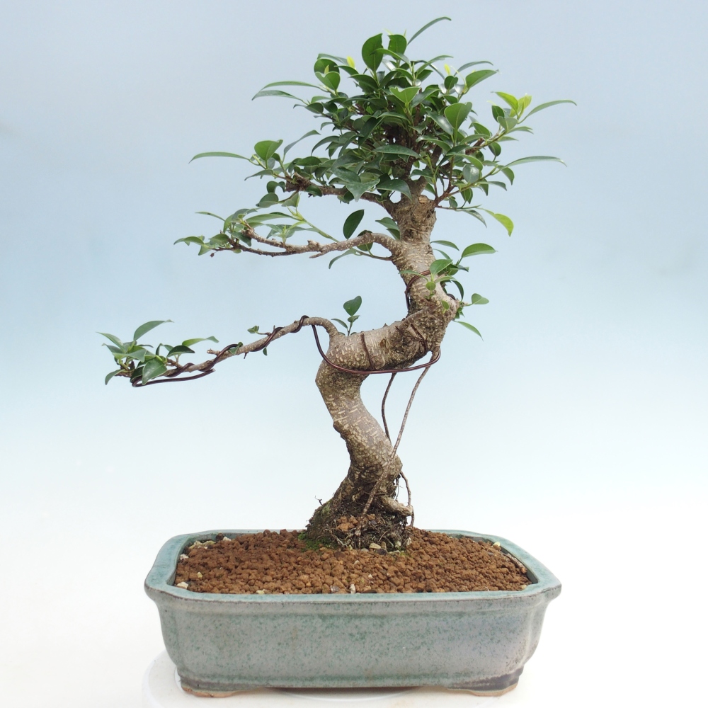 Pokój bonsai - Ficus kimmen - figowiec drobnolistny
