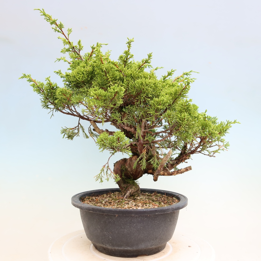 Bonsai ogrodowe – Juniperus chinensis Itoigawa – jałowiec chiński