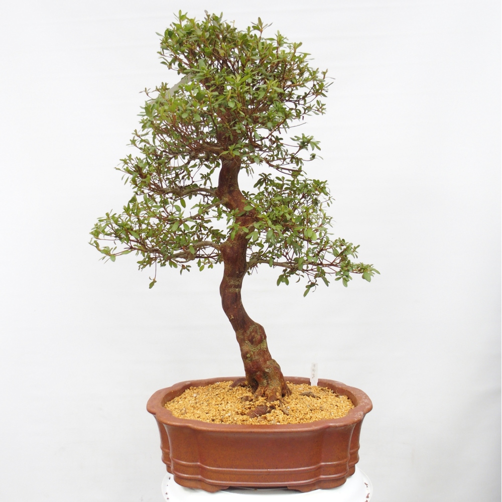 Bonsai zewnętrzne - Azalia japońska - Azalia Sayaka