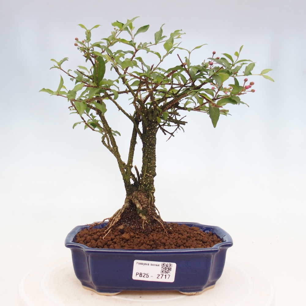 Bonsai pokojowe - Malpighia coccigera - Wiśnia Barbdorska