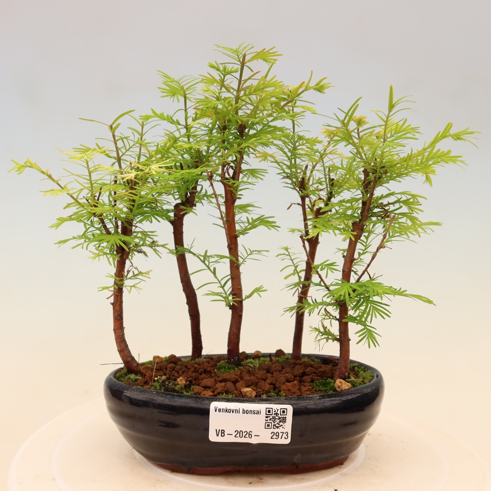 Bonsai ogrodowe – Metasequoia glyptostroboides – metasekwoja chińska – zagajnik