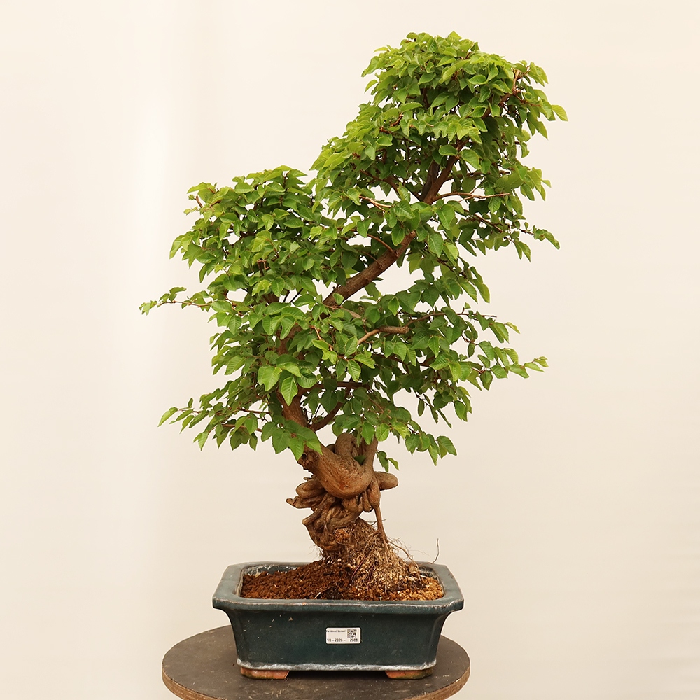 Bonsai plenerowe - Carpinus Coreana - grab koreański