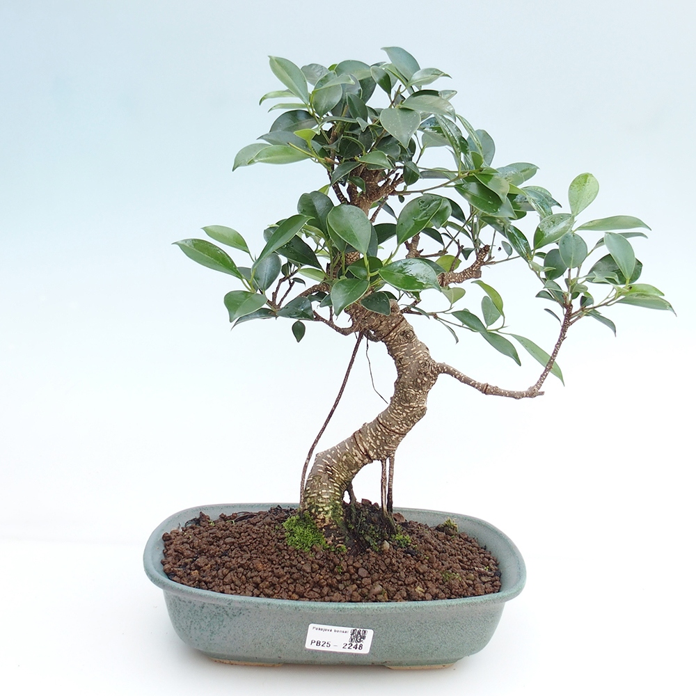 Kryty bonsai - kimono Ficus - figowiec drobnolistny