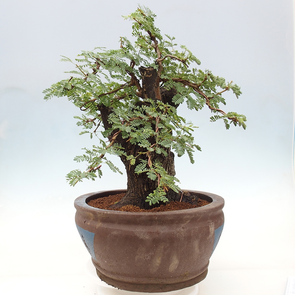 Bonsai do wnętrz - Akacia Arabica