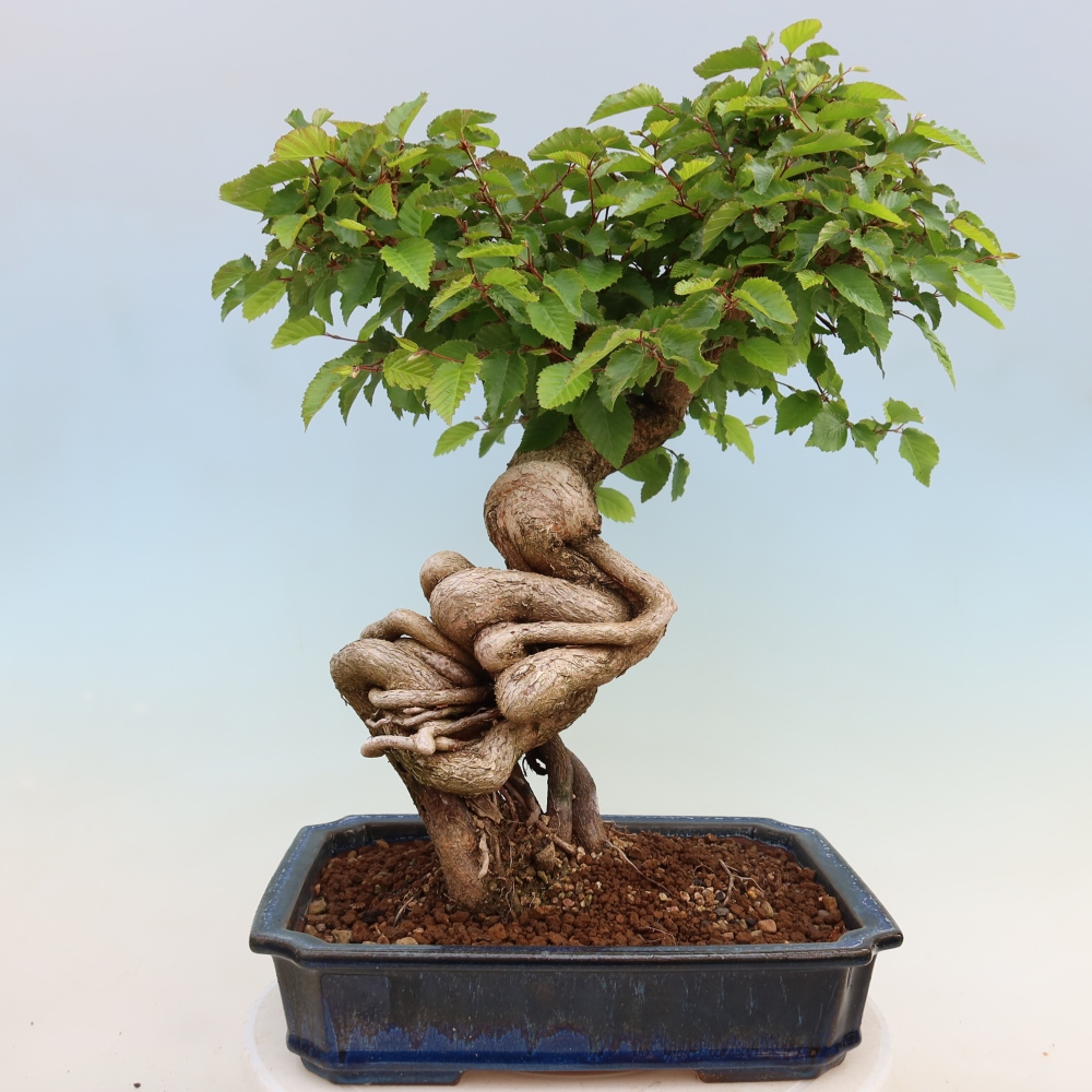 Outdoor bonsai - Carpinus coreana - grab koreański