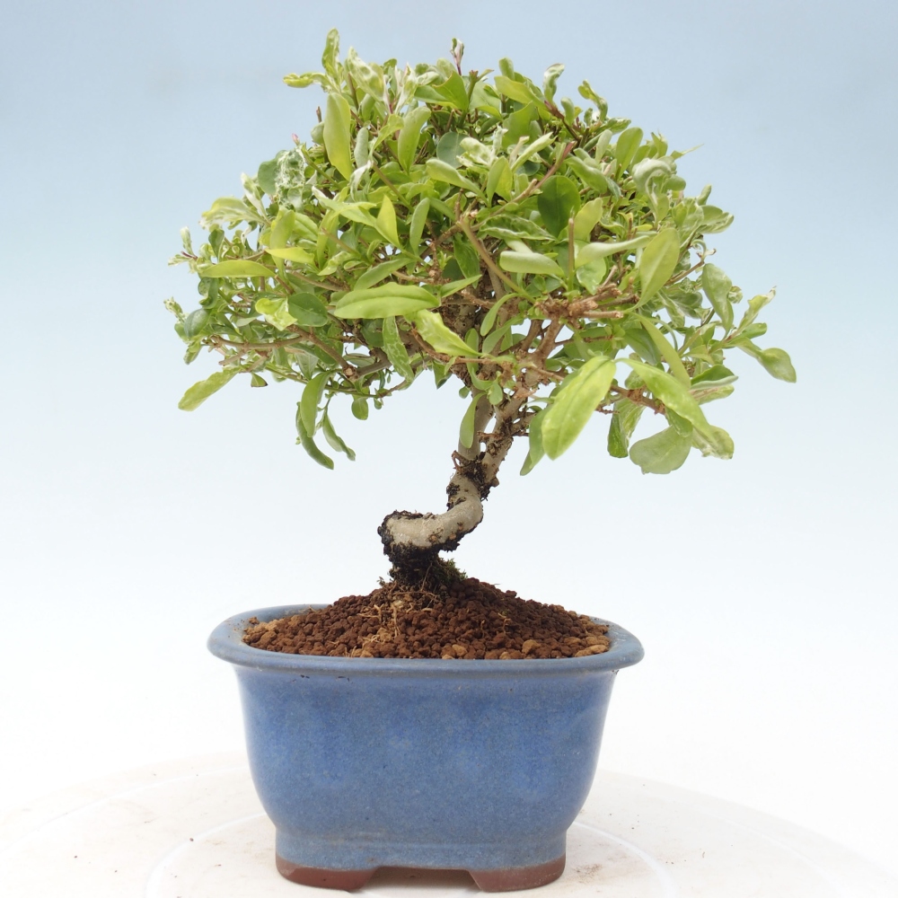 Outdoor bonsai - Ligustrum obtusifolium - Dziób ptasi o matowych liściach