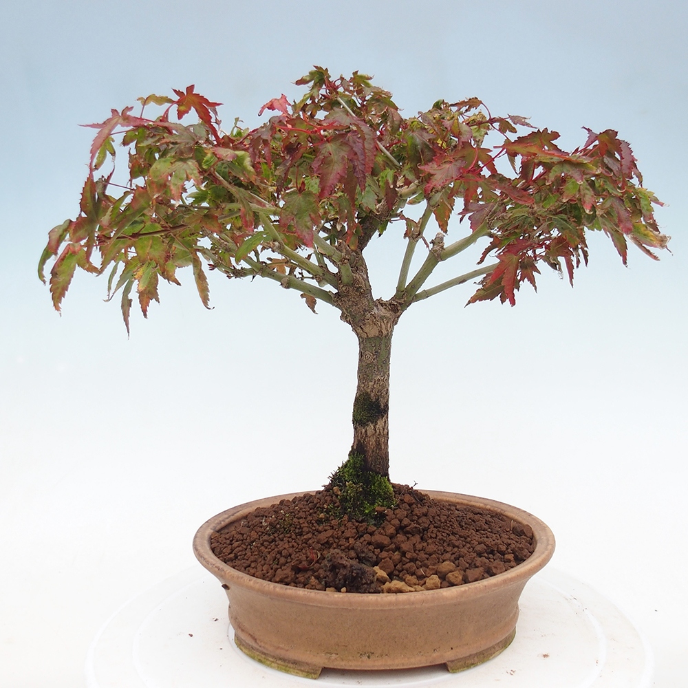 Acer palmatum KIOHIME - klon palmowy