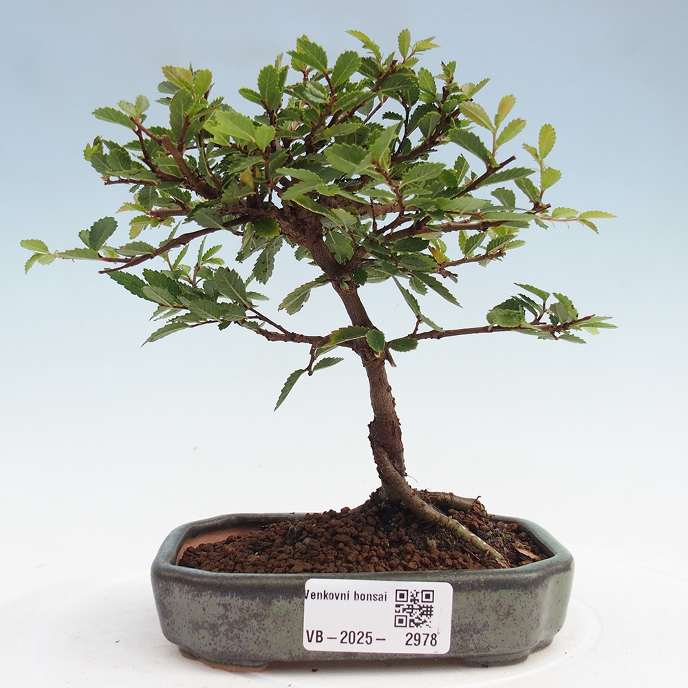 Bonsai zewnętrzne - Ulmus parvifolia Sagei - Wiąz drobnolistny