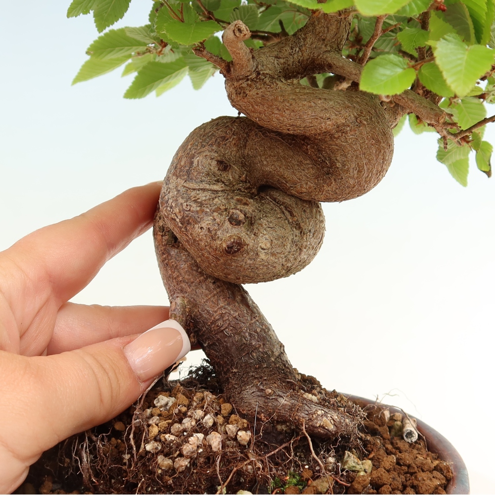Outdoor bonsai - Carpinus coreana - grab koreański