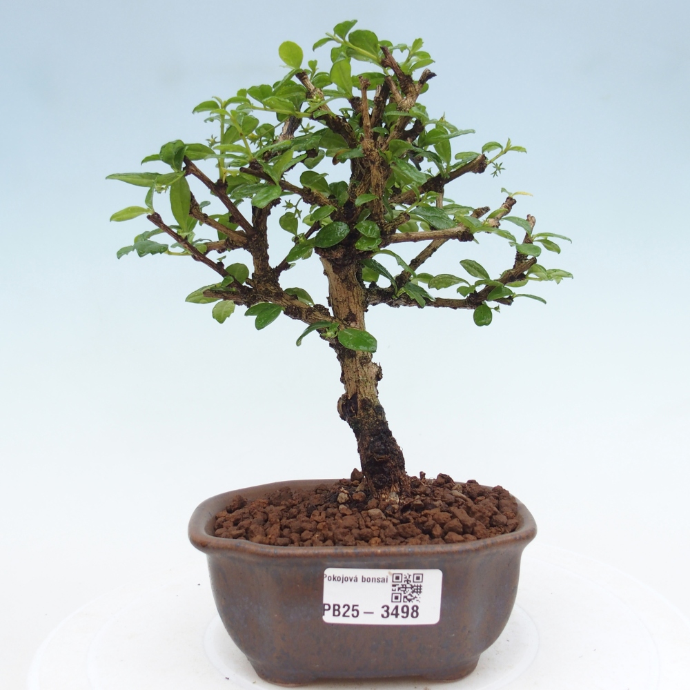 Bonsai pokojowe - Carmona macrophylla - Tea fuki