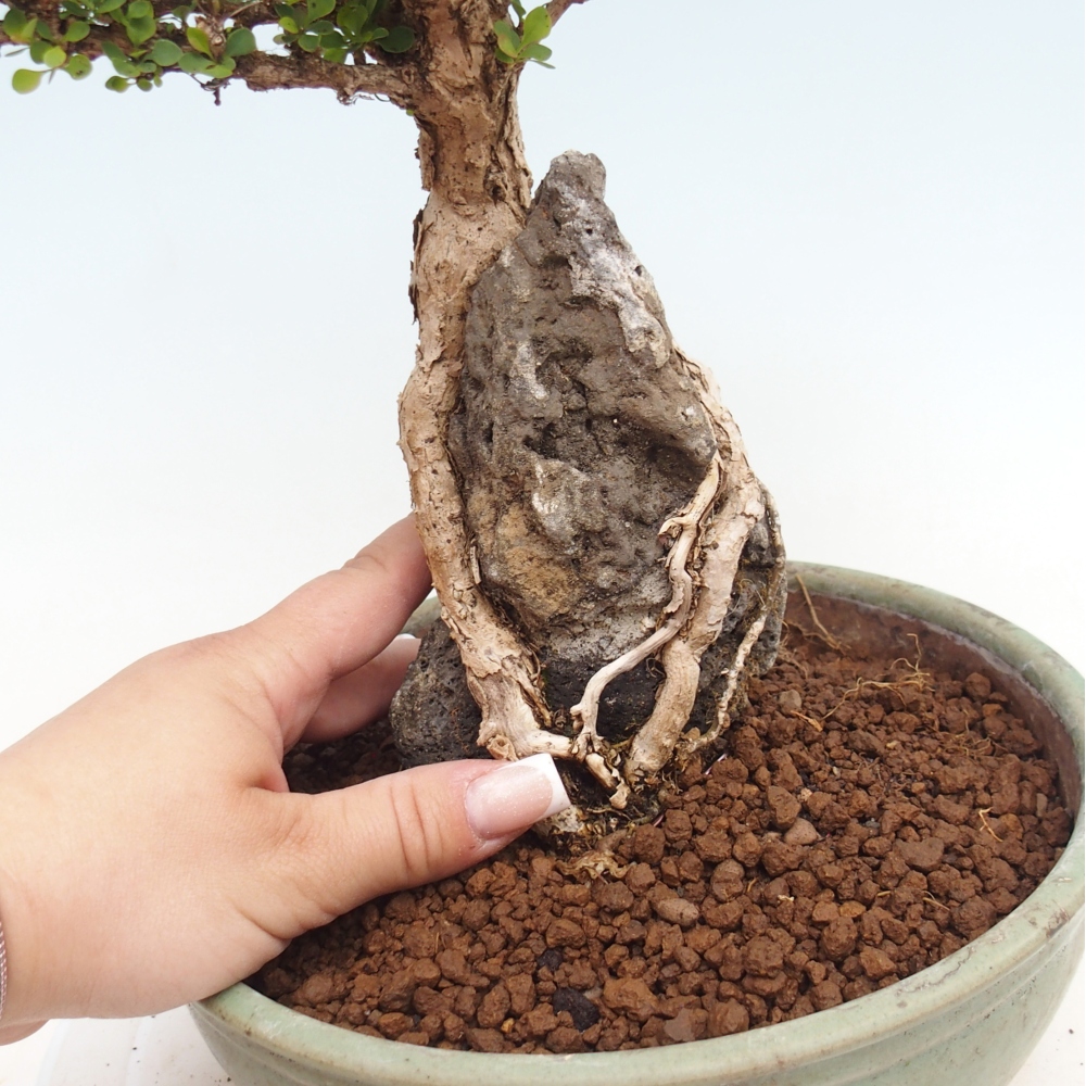 Bonsai zewnętrzne - Berberis coreana