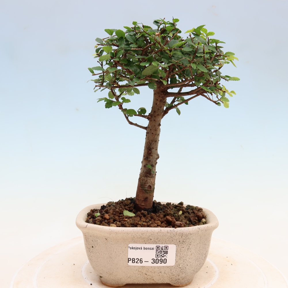 Pokój bonsai - Ulmus parvifolia - Wiąz drobnolistny