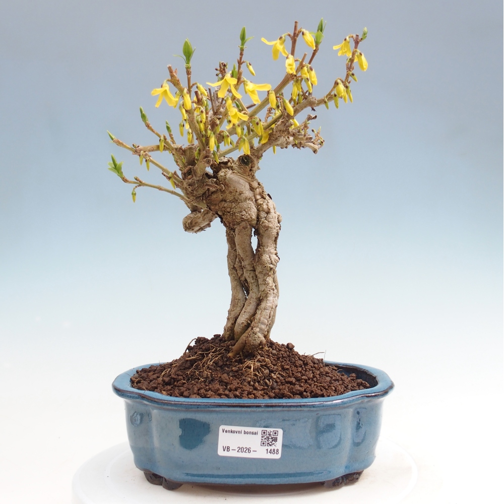 Outdoor bonsai - Zlatice - Forsycja koreańska
