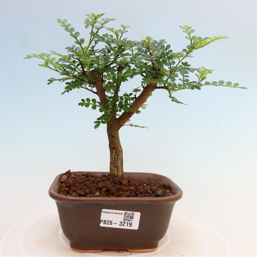 Pokój bonsai - Zantoxylum piperitum - drzewo pieprzowe