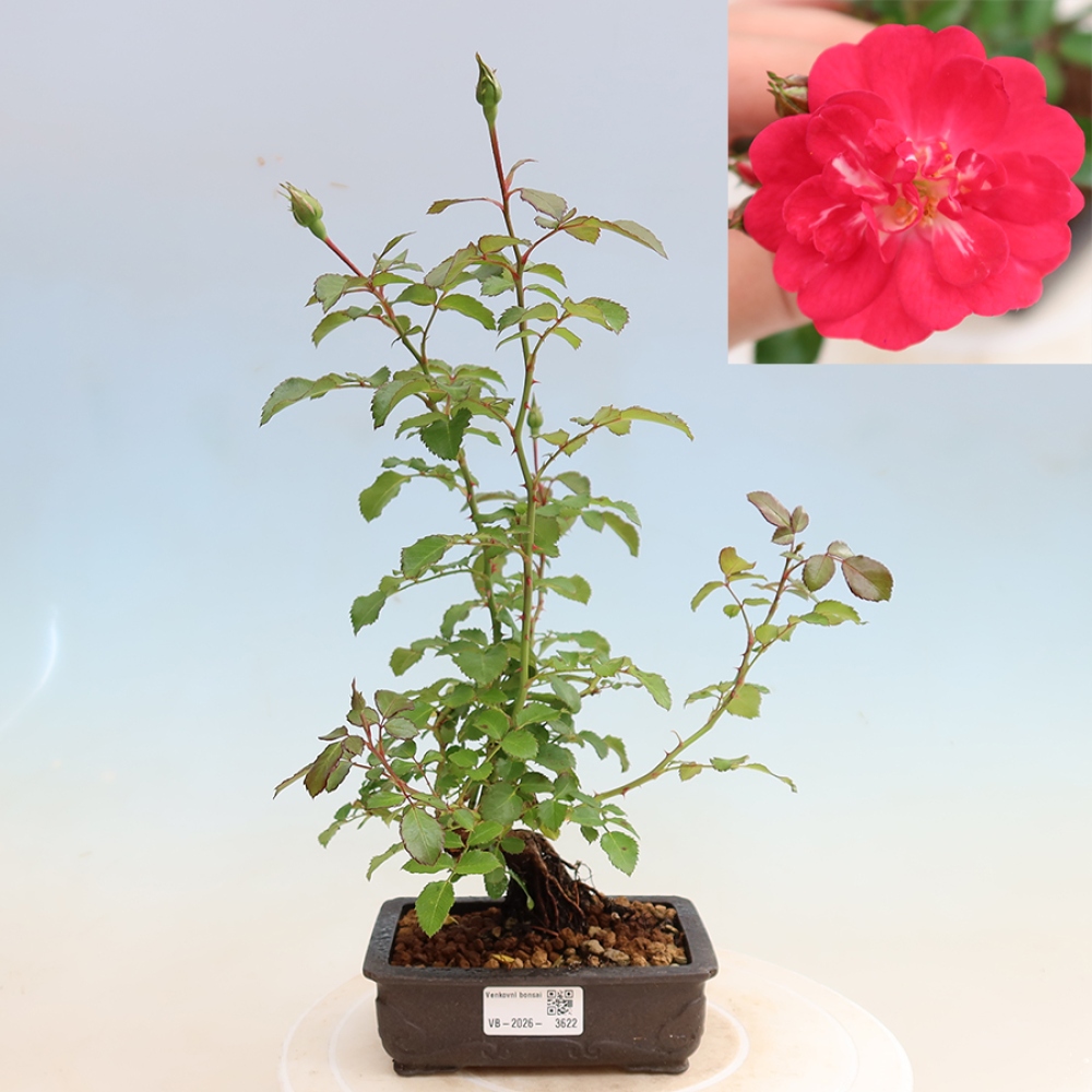 Bonsai ogrodowe – Rosa Kordes – róża