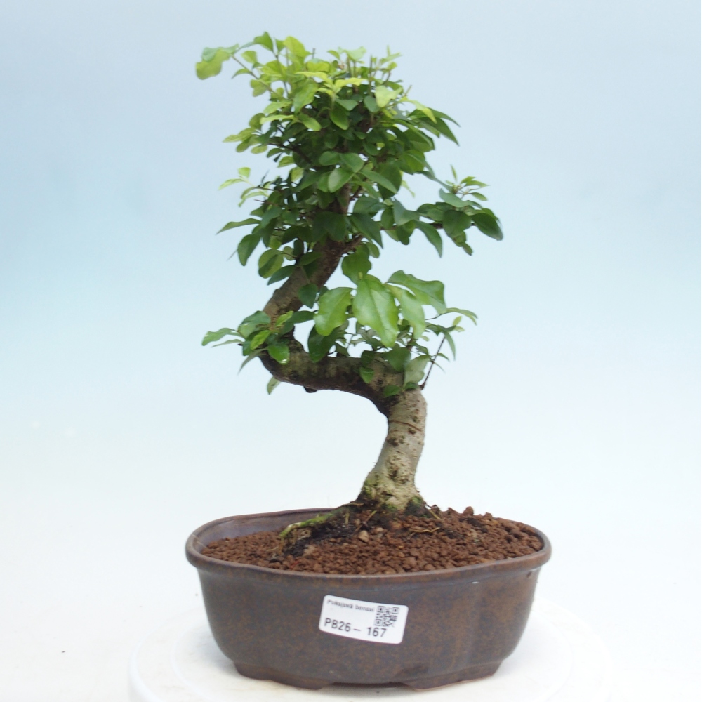 Pokój bonsai - Ligustrum retusa - dziób ptaka drobnolistnego