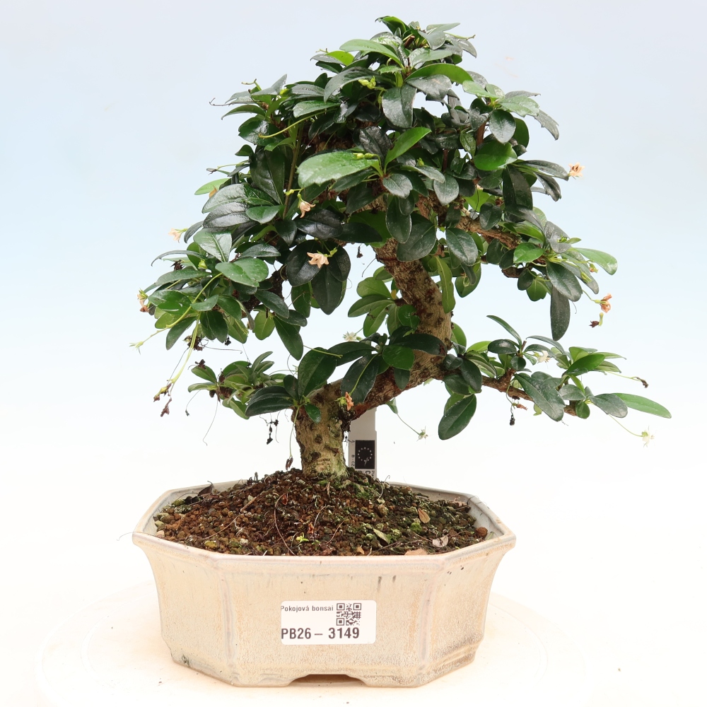 Bonsai pokojowe - Carmona macrophylla - Tea fuki