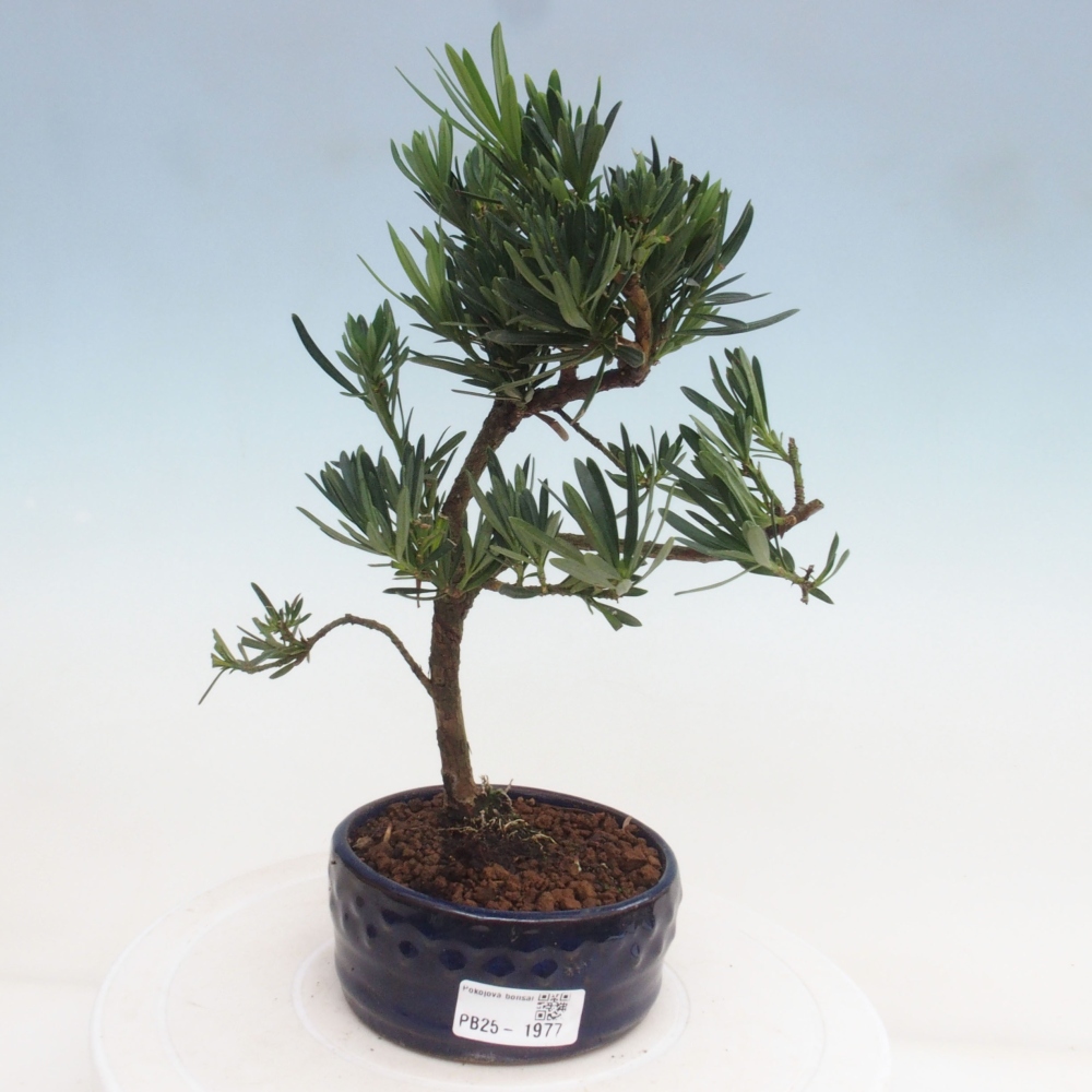 Kryty bonsai - Podocarpus - Kamień tys