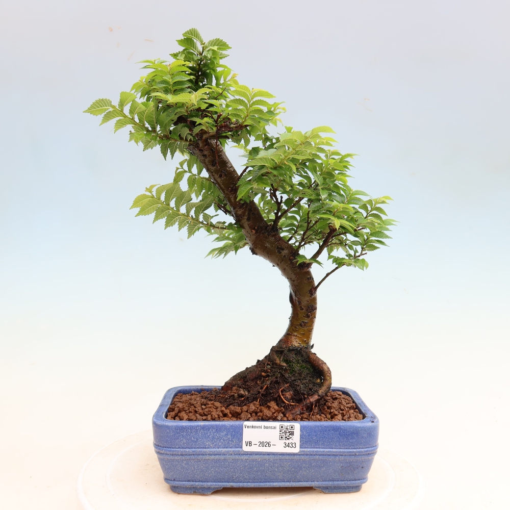 Bonsai ogrodowe – Ulmus Jacqueline Hillier – wiąz piękny