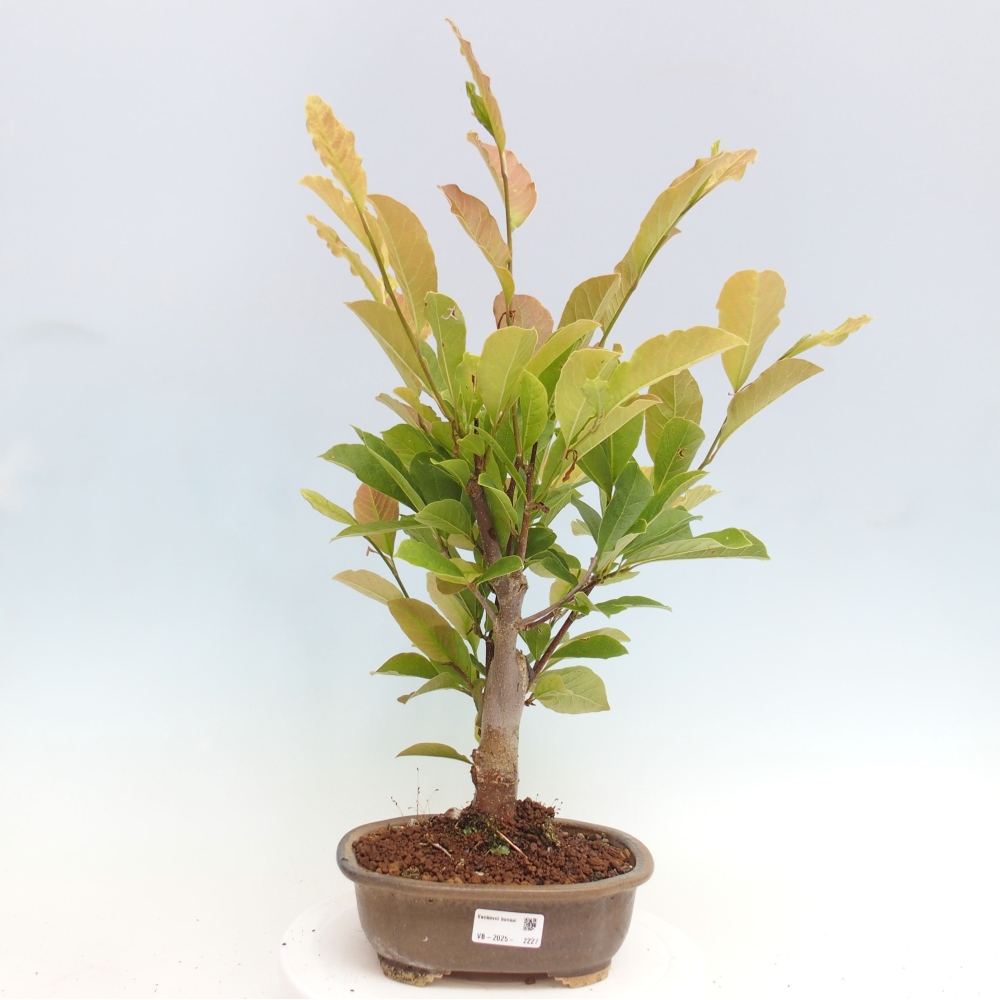 Bonsai zewnętrzne - Magnolia loebneri merrill - Magnolia
