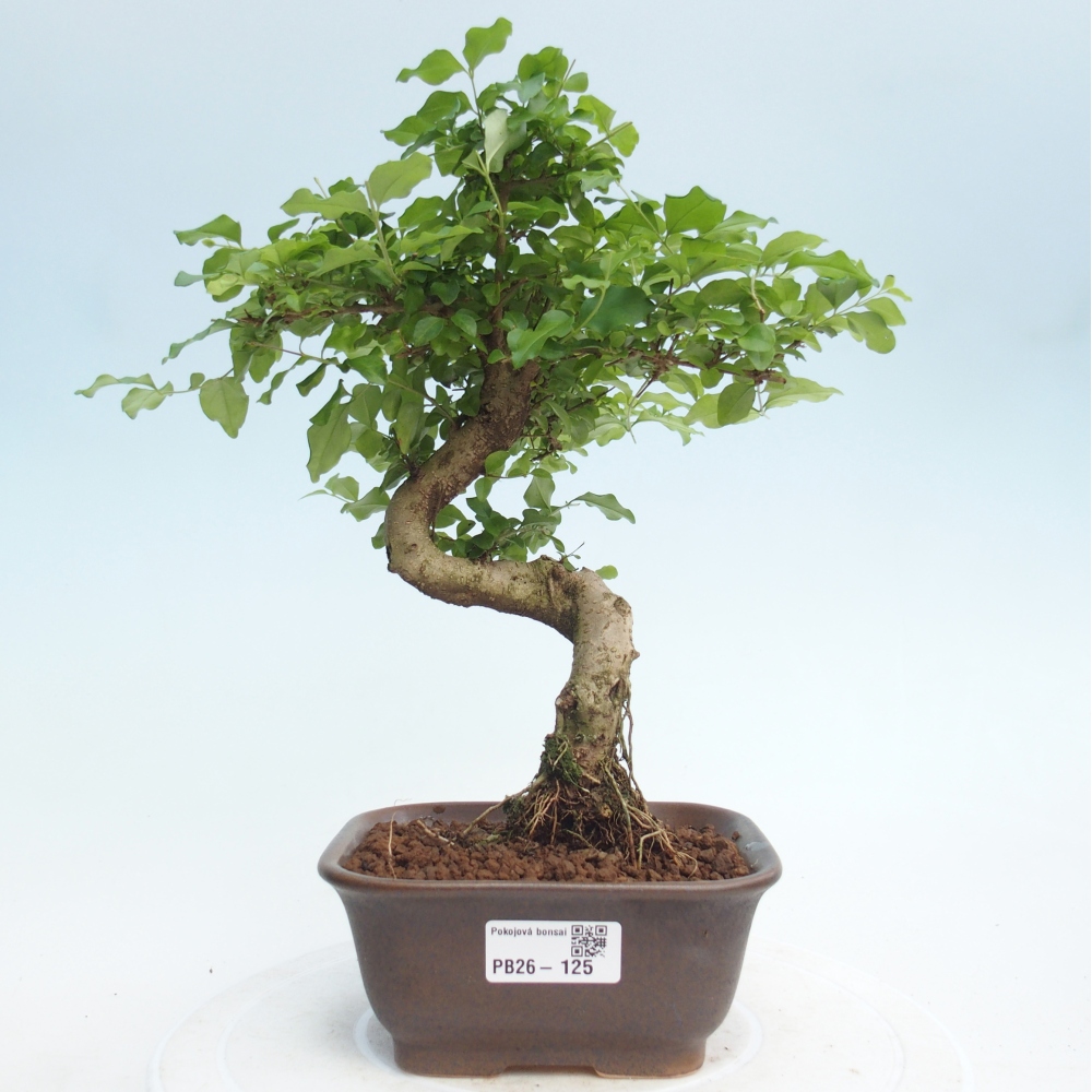 Pokój bonsai - Ligustrum chinensis - Dziób ptaka