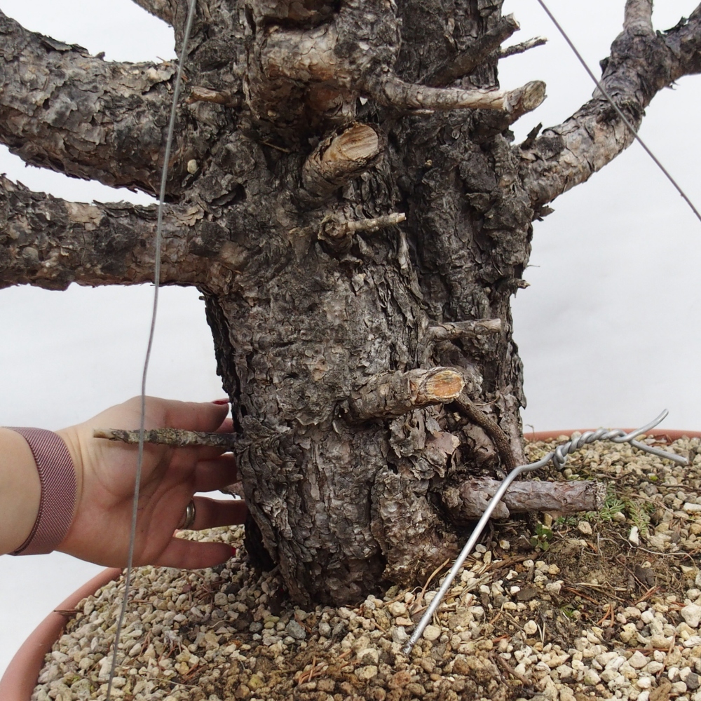 Yamadori - Pinus sylvestris Hiszpania