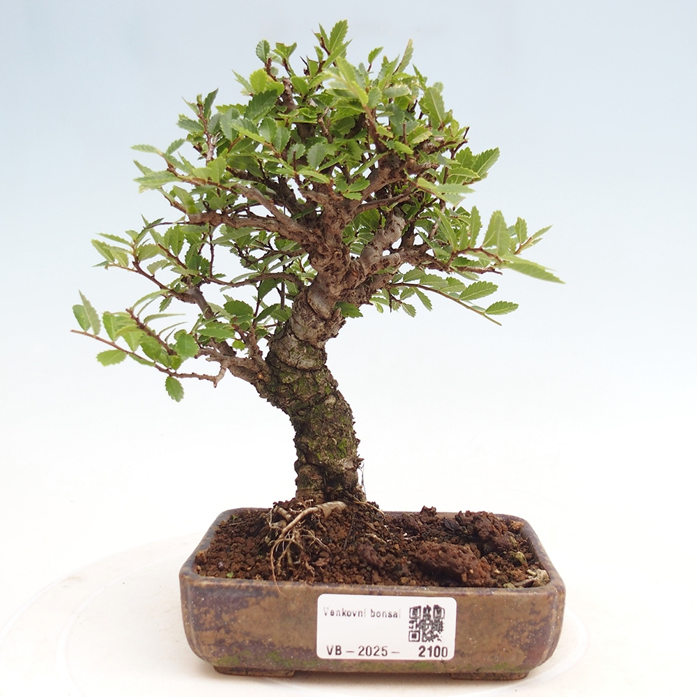 Outdoor bonsai - Zelkova - Zelkova NIRE