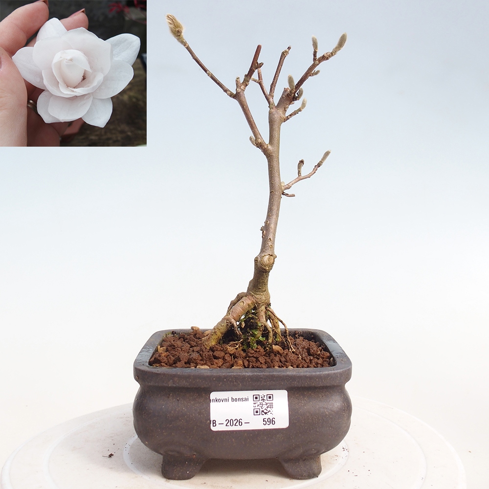 Bonsai na zewnątrz - Magnolia stellata