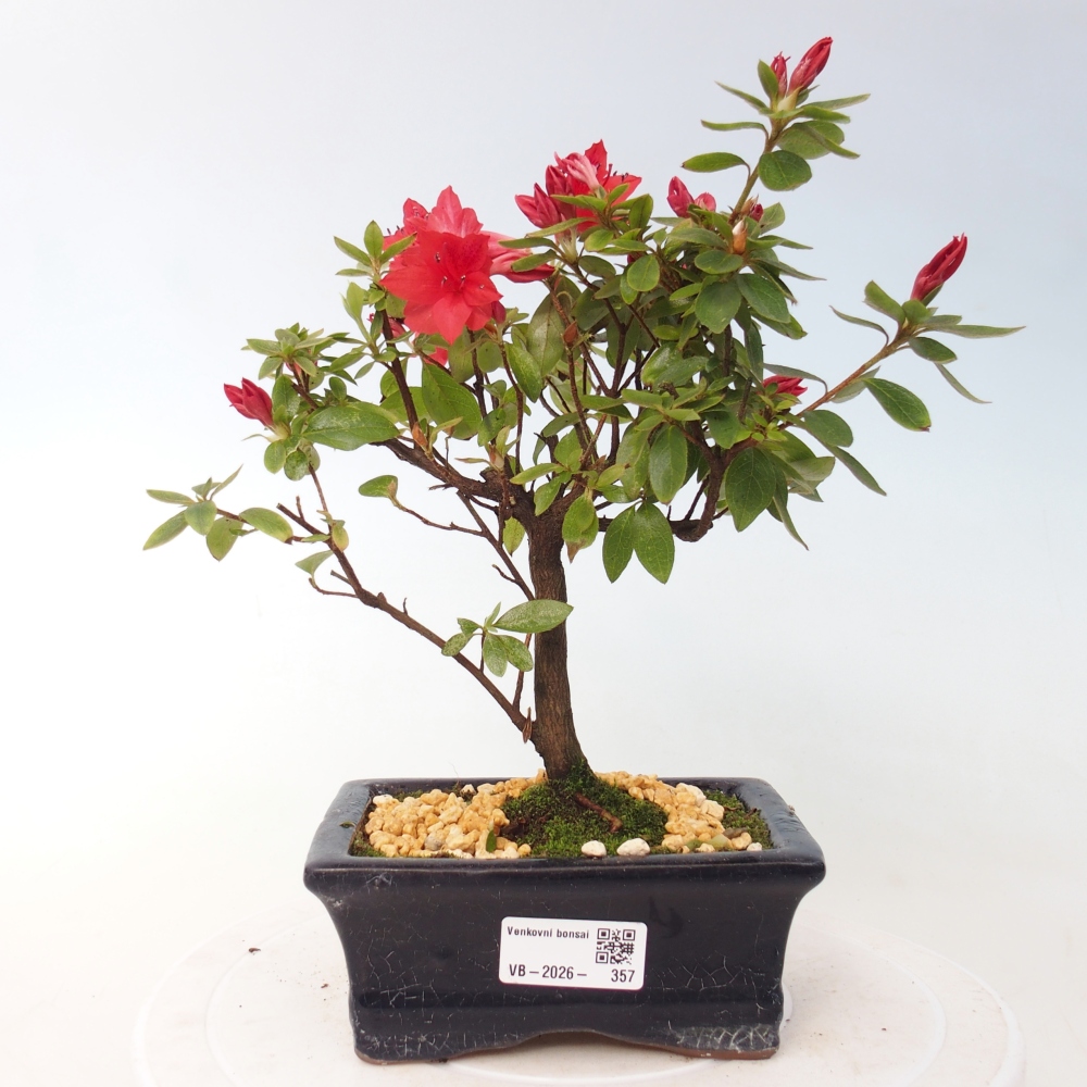 Outdoor bonsai - Azalia japońska - Azalea sp.