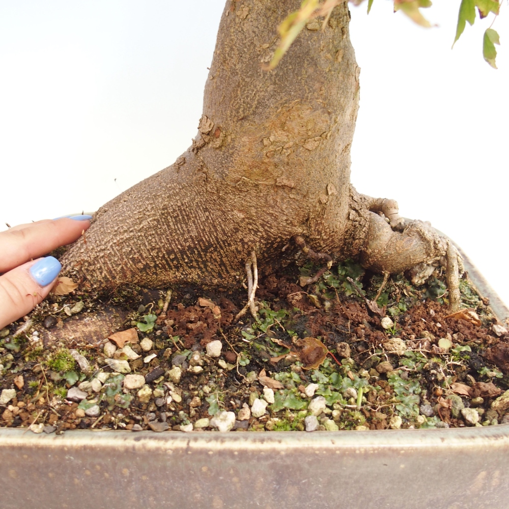 Outdoor bonsai - Maple Buergerianum - Burger Maple