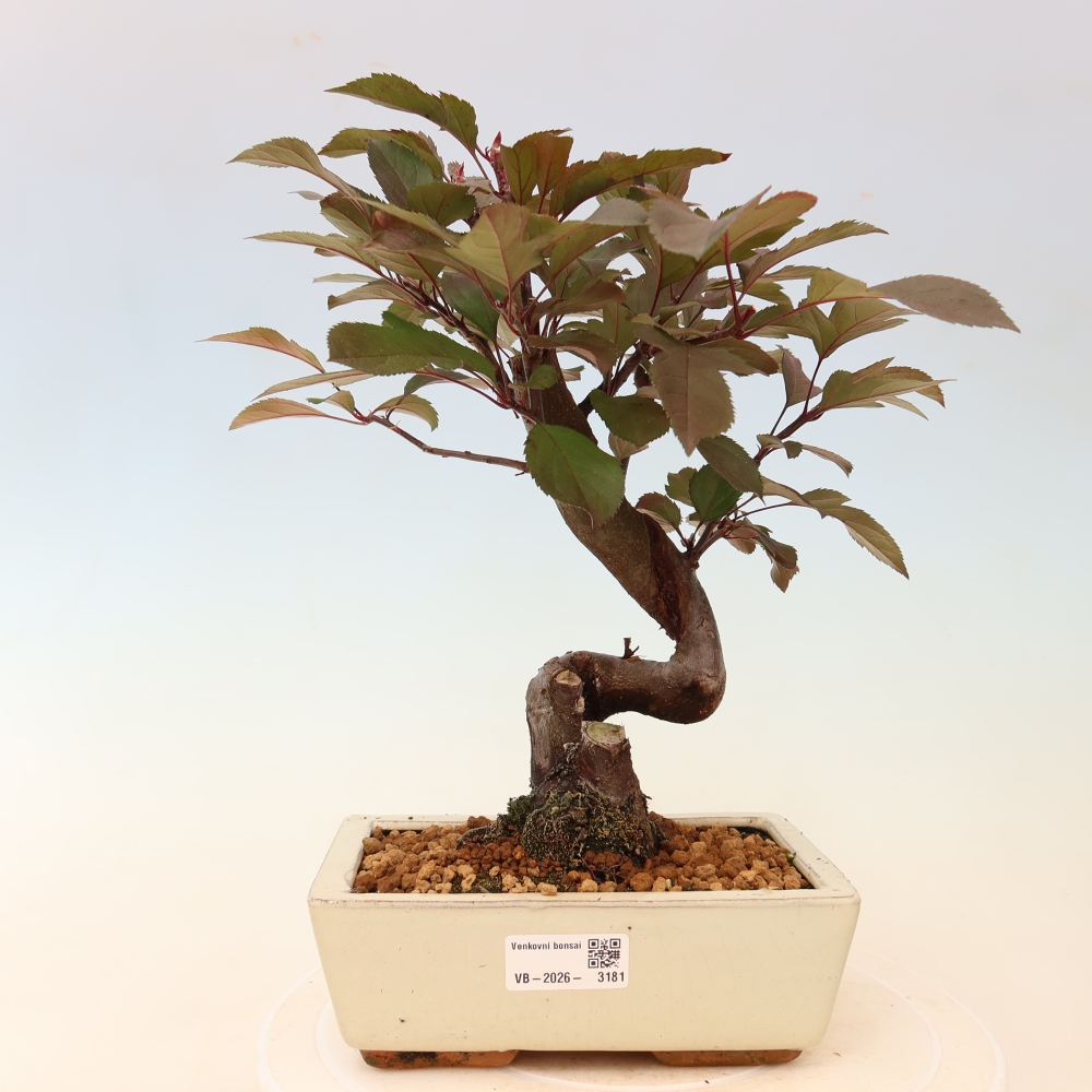 Outdoor bonsai - Malus domestica - Jabłoń czerwonolistna o małych owocach
