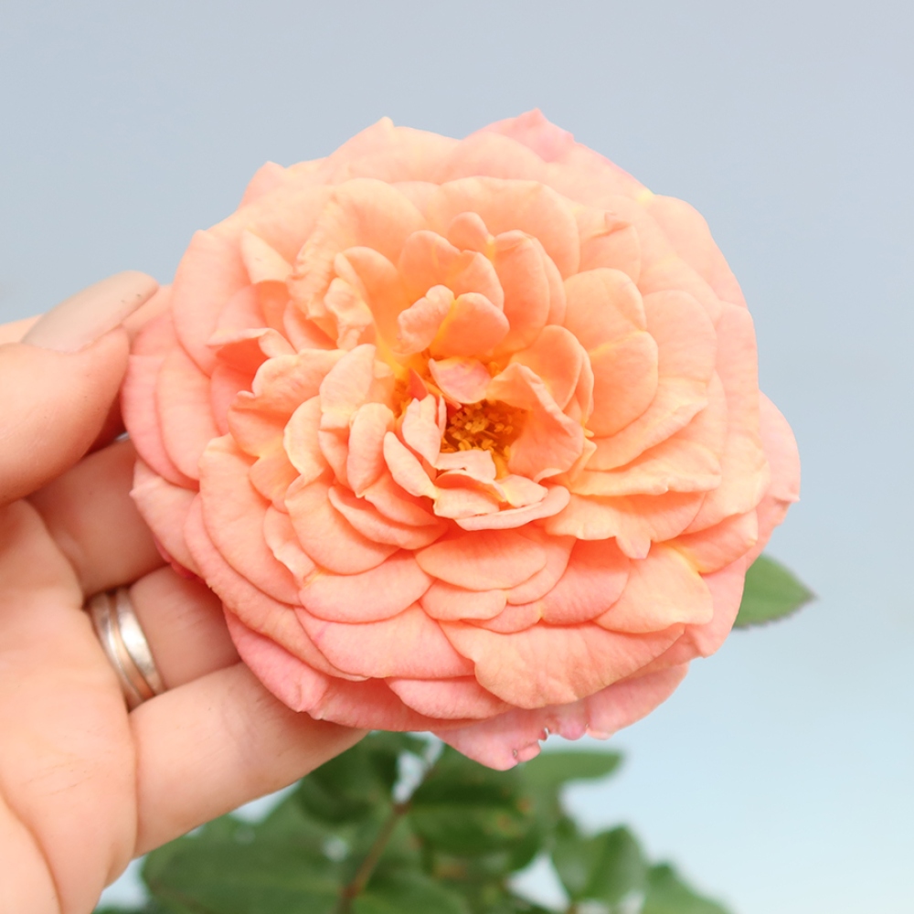 Bonsai ogrodowe – Rosa Kordes – róża