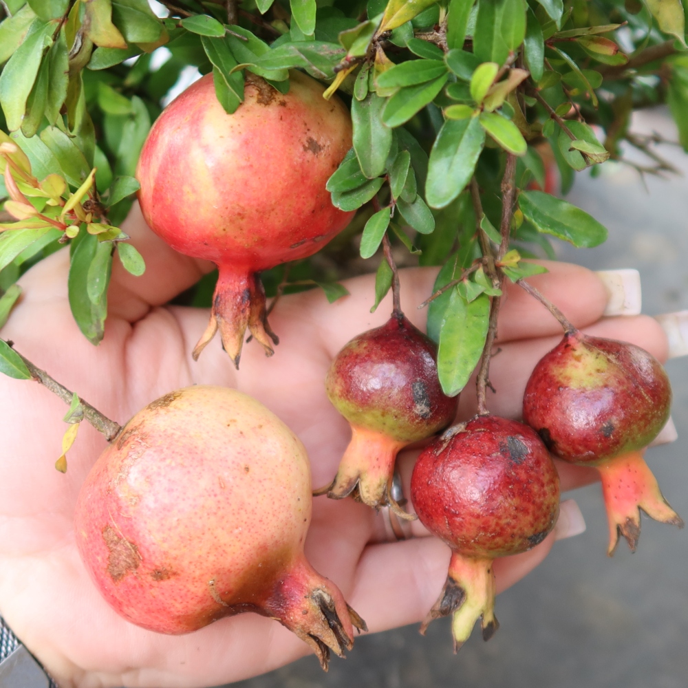Pokój bonsai - PUNICA granatum nana - jabłko granatu