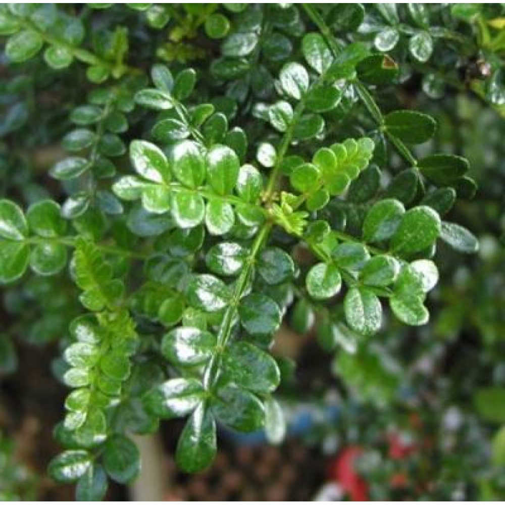 Bonsai do wnętrz - Zantoxylum piperitum - Mięta pieprzowa