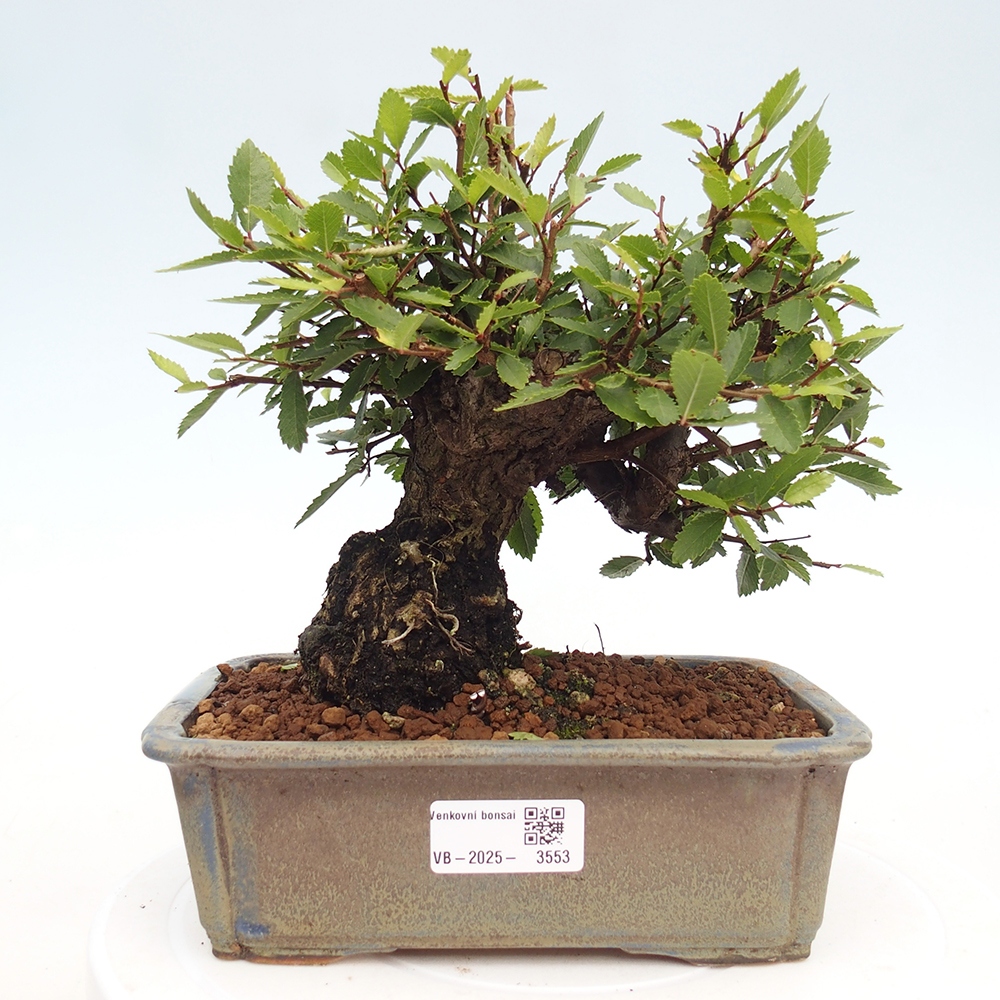 Bonsai zewnętrzne - Zelkova - Zelkova NIRE