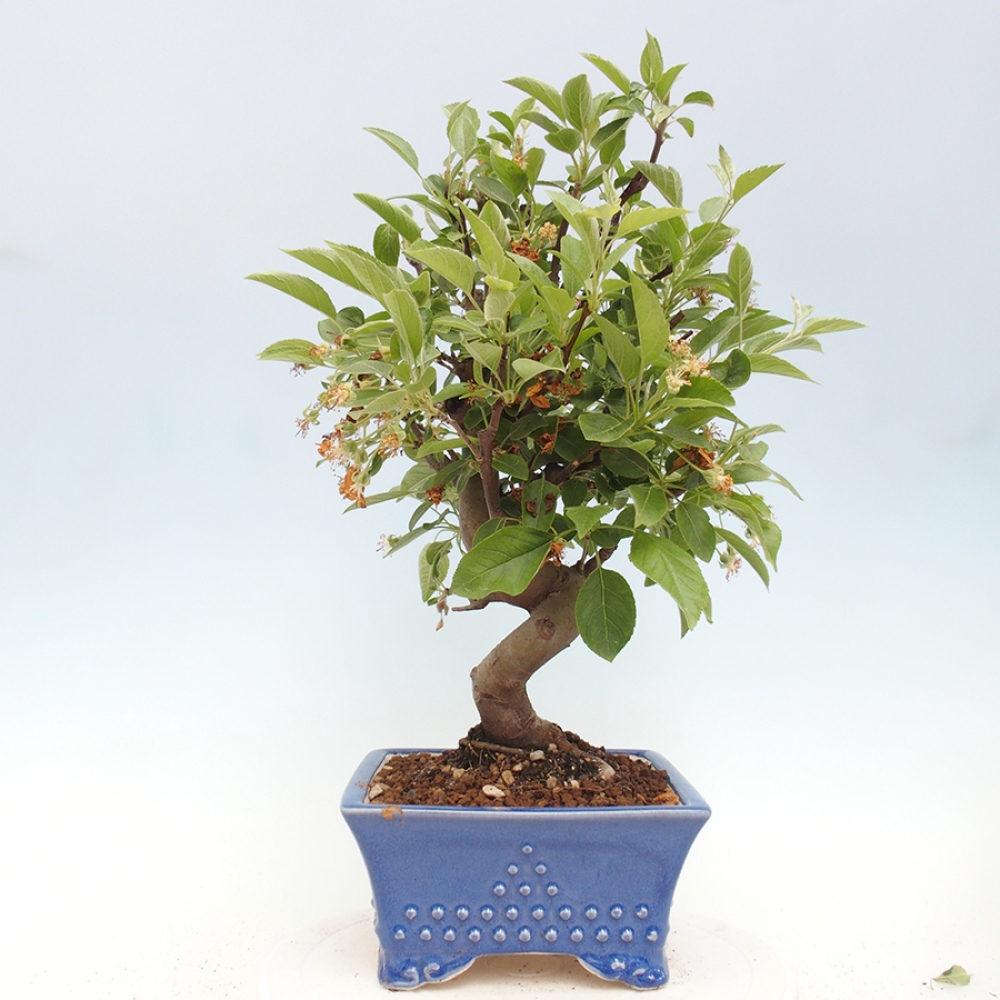 Bonsai plenerowe - Malus Halliana - Jabłoń drobnoowocowa